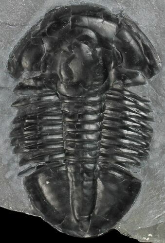 Nice, Asaphiscus Wheeleri Trilobite - Utah #53762